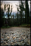 Link to a PDF file which contains photographer Darren Henderson’s landscape photography project ‘The Rocky Road’. This project explores the aftermath and rejuvenation on Mount Gordon eighteen months after the Black Saturday bushfires of February 2009.